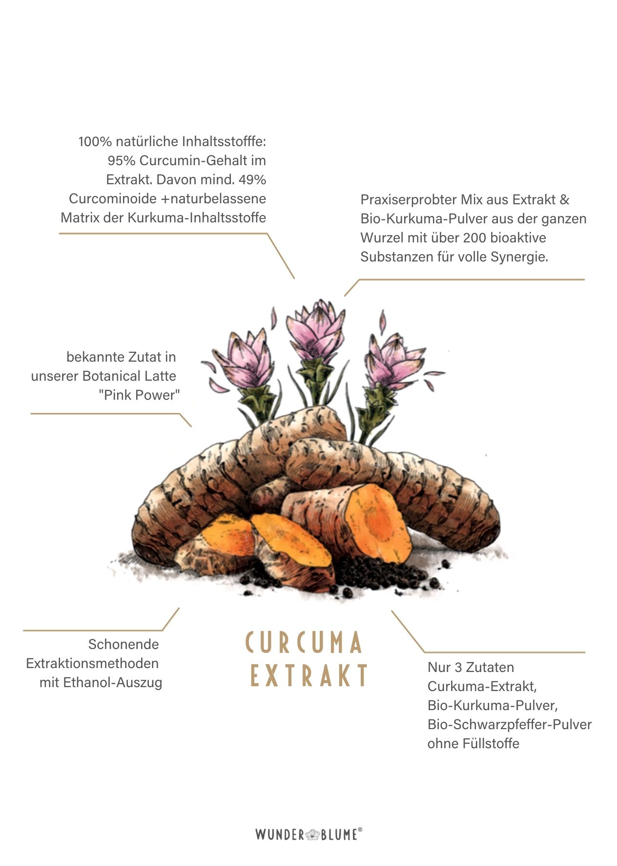 Wunderblume - Curcumin - Facts